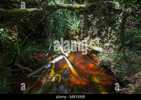 Farne, Dipteris lobbiana, wachsen in einem Stream, Maliau Becken, Sabah, Malaysia, Borneo, Stockfoto