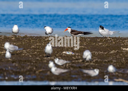 Nach Skimmer sitzen auf einer Bank entlang Nil Tal in der Nähe von Al Raqabah in der Nähe von Kom Ombo, Ägypten. Januar 2012. Stockfoto