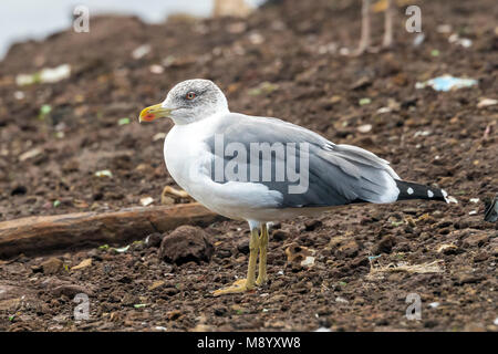 Nach atlantischen Inseln Gull sitzen auf den Dump von Corvo. Oktober 2016. Stockfoto