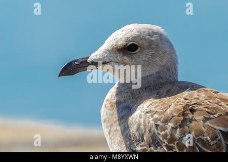 Juvenile Audouin's Gull sitzen auf dem Deck, Tarifa, Spanien. Stockfoto