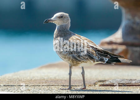 Juvenile Audouin's Gull sitzen auf dem Deck, Tarifa, Spanien. Stockfoto