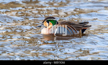 Männliche Baikal Teal schwimmen in einem Kanal in der Nähe von Almelo, Overijssel, Niederlande. Februar 2010. Stockfoto