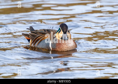 Männliche Baikal Teal schwimmen in einem Kanal in der Nähe von Almelo, Overijssel, Niederlande. Februar 2010. Stockfoto