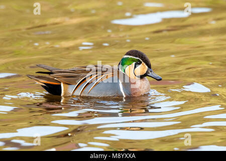 Männliche Baikal Teal schwimmen in einem Kanal in der Nähe von Almelo, Overijssel, Niederlande. Februar 2010. Stockfoto