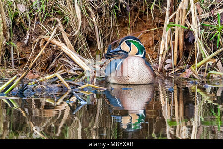 Männliche Baikal Teal schwimmen in einem Kanal in der Nähe von Almelo, Overijssel, Niederlande. Februar 2010. Stockfoto