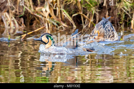 Männliche Baikal Teal schwimmen in einem Kanal in der Nähe von Almelo, Overijssel, Niederlande. Februar 2010. Stockfoto