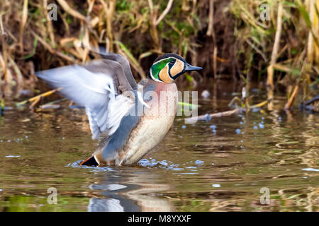 Männliche Baikal Teal schwimmen in einem Kanal in der Nähe von Almelo, Overijssel, Niederlande. Februar 2010. Stockfoto