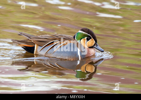 Männliche Baikal Teal schwimmen in einem Kanal in der Nähe von Almelo, Overijssel, Niederlande. Februar 2010. Stockfoto