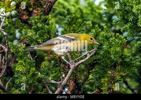 1. Winter männlich Bay-breasted Warbler von Juniper in Leuchtturm Tal, Corvo, Azoren thront. Oktober 22, 2017. Stockfoto