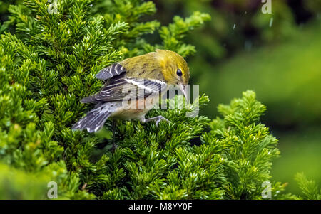 1. Winter männlich Bay-breasted Warbler von Juniper in Leuchtturm Tal, Corvo, Azoren thront. Oktober 22, 2017. Stockfoto