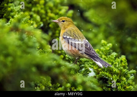 1. Winter männlich Bay-breasted Warbler von Juniper in Leuchtturm Tal, Corvo, Azoren thront. Oktober 22, 2017. Stockfoto