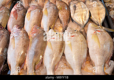 Frische Fische gerade gefangen vom Meer werden auf einem Markt in Kota Kinabalu, Sabah verkauft Stockfoto