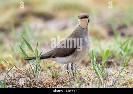 Nach Black-winged Pratincole in der Nähe von einem See in der Steppe von Kasachstan. Mai 2017. Stockfoto