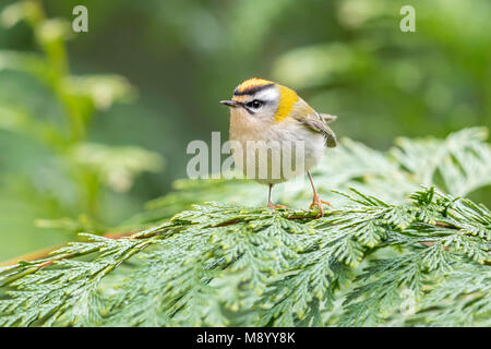 Erwachsene männliche Firecrest thront auf einem Zweig in Brüssel, Belgien. April 2017. Stockfoto