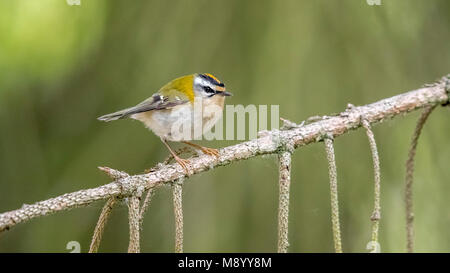 Erwachsene männliche Firecrest thront auf einem Zweig in Brüssel, Belgien. April 2017. Stockfoto