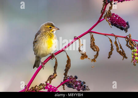 Dickcissel thront im Dorf auf einem Amerikanischen invasive Pflanze, die in der Nummer in Corvo, Oktober 2012 wachsen. Stockfoto