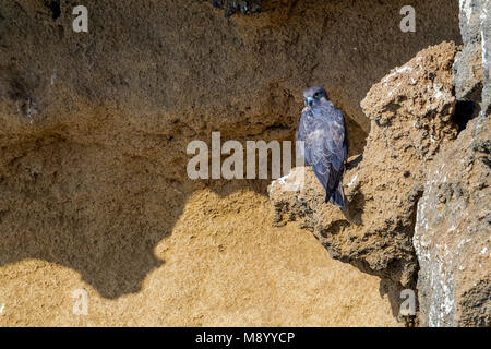 Intermediate morph weiblichen Eleonorenfalken thront auf Salé Klippen in der Nähe von Raba, Marokko. Stockfoto