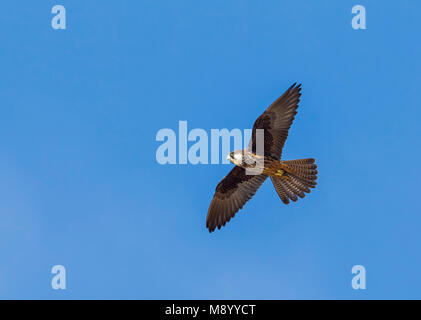 Licht morph weiblichen Eleonorenfalken fliegen über Klippen in der Nähe von Raba in Essaouira, Marokko. Stockfoto