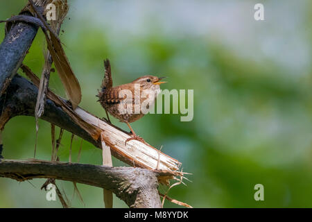 Eurasischen Wren männlichen Gesang auf seine Branche, Brabant, Belgien. Stockfoto