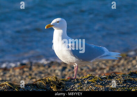 Glaucous Gull sitzen auf einem Strand in Longyearbyen auf Spitzbergen. Juni 2010. Stockfoto