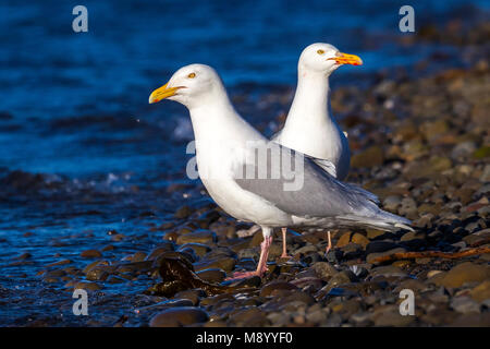 Paar Glaucous Gull sitzen auf einem Strand in Longyearbyen auf Spitzbergen. Juni 2010. Stockfoto