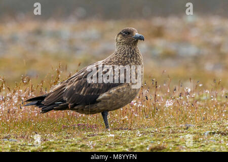 Dieses für Erwachsene Bonxie entlang am Ufer des Jökulsárlón See in Austurland, Island sitzt. Stockfoto