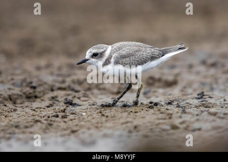 Juvenile Seeregenpfeifer sitzen auf Watt in Cabo da Praia, Terceira, Azoren. Oktober 2017. Stockfoto