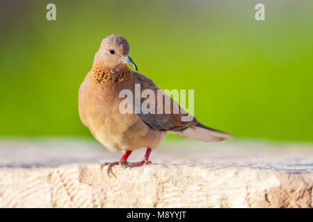 Lachende Taube sitzend an der Wand. Stockfoto