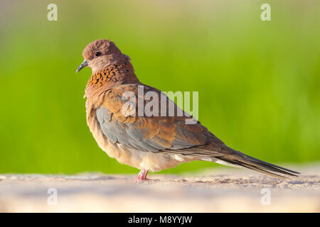 Lachende Taube sitzend an der Wand. Stockfoto