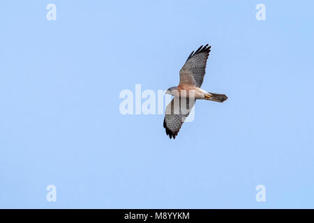 Männliche Levant Sperber Fliegen in Ägypten. Stockfoto