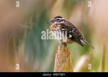 1. Winter männlich Rose-breasted Grosbeak auf eine Mais in der Nähe von Fojo, Corvo im Oktober 2013. Stockfoto