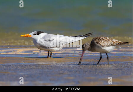 Dieser Vogel war in Dakhla Bay am Strand gefunden. Bar-tailed Godwit nur Vergangenheit vor der Royal Tern. Stockfoto