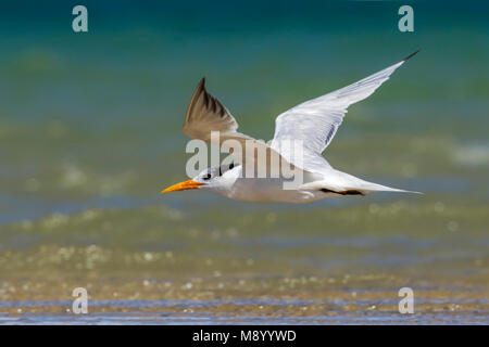 Dieser Vogel war in Dakhla Bay am Strand gefunden. Stockfoto