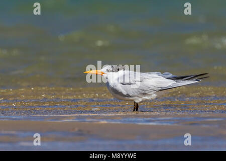 Dieser Vogel war in Dakhla Bay am Strand gefunden. Stockfoto