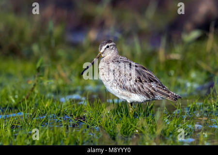 1. winter Short-billed Dowitcher sitzen entlang der Caldera Lake, Corvo. Oktober 2016. Stockfoto