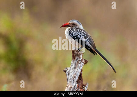 Nach Southern Red-billed Hornbill thront auf einem Zweig in den Krüger National Park, Südafrika. Juni 2014. Stockfoto