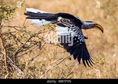 Nach Southern Yellow-billed Hornbill fliegen über der Savanne des Krüger National Park, Südafrika. Juni 2014. Stockfoto