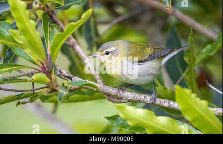 Vermutlich 1. Winter männlich Tennessee Warbler in hohen Bereichen Corvo, Azoren. Oktober 21, 2017. Stockfoto