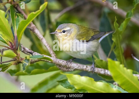 Vermutlich 1. Winter männlich Tennessee Warbler in hohen Bereichen Corvo, Azoren. Oktober 21, 2017. Stockfoto