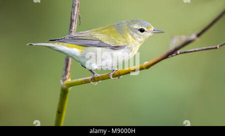 Vermutlich 1. Winter männlich Tennessee Warbler in hohen Bereichen Corvo, Azoren. Oktober 21, 2017. Stockfoto