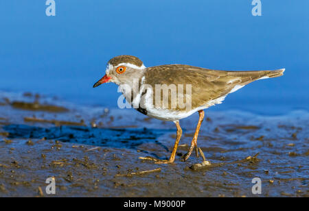 Nach Drei-banded Plover sitzen im Schlamm, Krüger Nationalpark, Südafrika. Juni 2014. Stockfoto