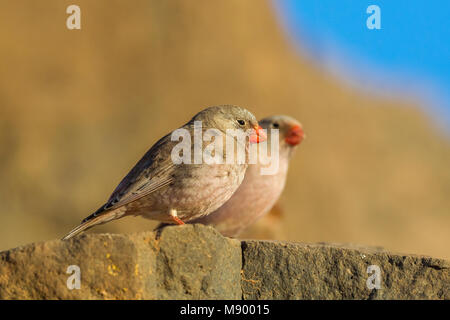 Trompeter Finch auf einem Stein saß, Fuerteventura, Kanarische Inseln. Januar 2016. Stockfoto