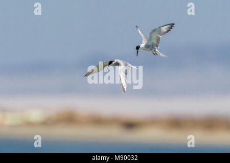 Vogel Bild von Vincent Legrand Stockfoto