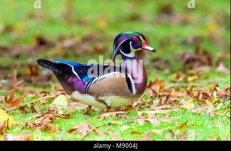 Diese lange-stayer Drake Holz Ente war erstens Oktober 2002 bis mindestens September 2013 gesehen. Hier ist der Vogel im Winter Gefieder. Stockfoto