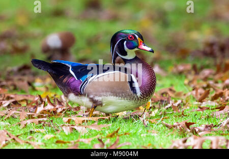 Diese lange-stayer Drake Holz Ente war erstens Oktober 2002 bis mindestens September 2013 gesehen. Hier ist der Vogel im Winter Gefieder. Stockfoto