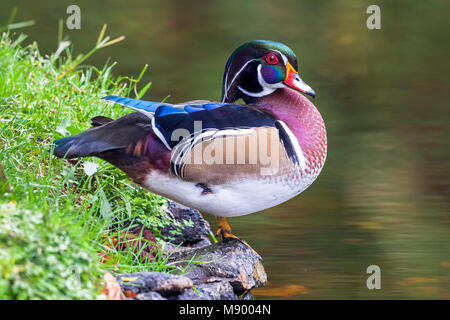 Diese lange-stayer Drake Holz Ente war erstens Oktober 2002 bis mindestens September 2013 gesehen. Hier ist der Vogel im Winter Gefieder. Stockfoto