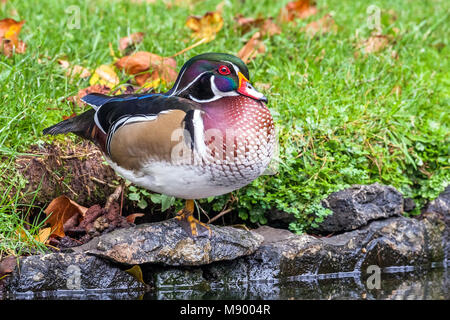 Diese lange-stayer Drake Holz Ente war erstens Oktober 2002 bis mindestens September 2013 gesehen. Hier ist der Vogel im Winter Gefieder. Stockfoto