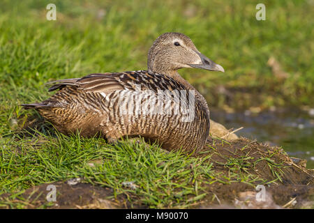 Noordelijke Eider, Arktis gemeinsame Eiderente (Somateria mollissima Borealis) Stockfoto