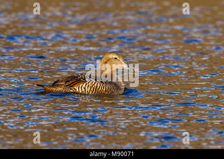 Noordelijke Eider, Arktis gemeinsame Eiderente (Somateria mollissima Borealis) Stockfoto