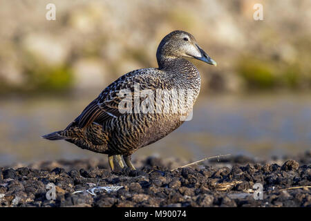 Noordelijke Eider, Arktis gemeinsame Eiderente (Somateria mollissima Borealis) Stockfoto